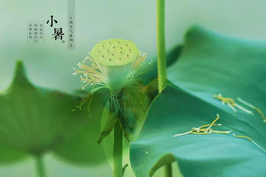 倏忽溫風(fēng)至，因循小暑來!