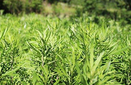 艾草艾葉在生活中有什么用途？